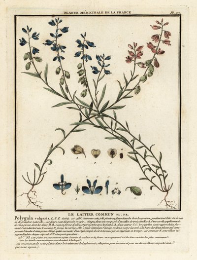 Mléko obecná, Polygala vulgaris. od Unbekannter Künstler