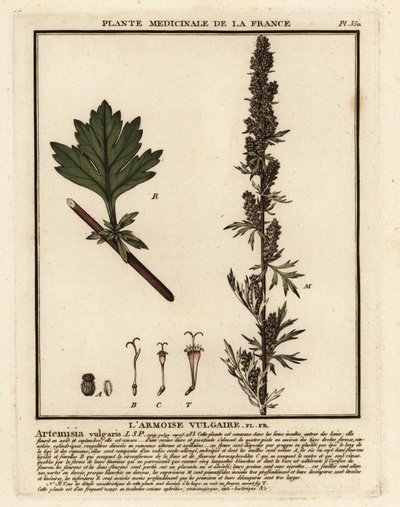 Pelyněk obecný, Artemisia vulgaris. od Unbekannter Künstler