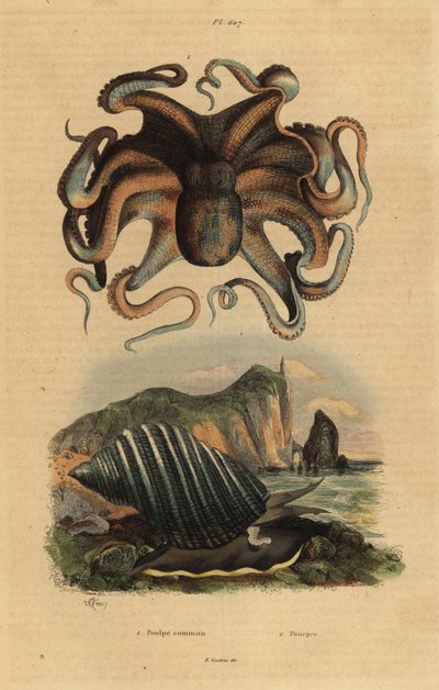 Chobotnice obecná, Octopus vulgaris 1, a mořský plž, Dicathais orbita 2 od Unbekannt