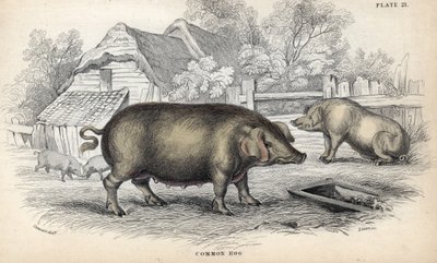 Vepřové maso (Sus domestica) ve vepříně. Mědirytina Williama Lizarse podle kresby Jamese Stewarta, publikovaná v Naturalist Library: Mammals, pachyderms and quadrupedes with fine skin, edited by W. H. Lizars, in Edinburgh, Scotland. od Unbekannter Künstler