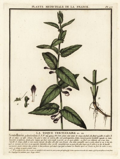 Hlaváč obecný, Scutellaria galericulata. od Unbekannter Künstler