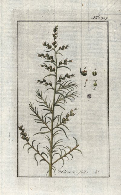 Soda obecná (Salsola soda). Litografie z knihy "Afbeelding der Artseny-Gewassen" od Johannese Zorna (1739-1799), Nizozemsko od Unbekannter Künstler