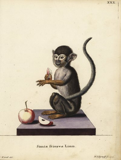 Veverka obecná, Saimiri sciureus. Simia sciurea Linn. Ručně kolorovaná mědirytina Hermanna Jakoba Tyroffa podle ilustrace Josepha Karella z knihy Johanna Christiana Daniela Schrebera Zvířecí ilustrace podle přírody aneb Schreberova fantazie. od Unbekannter Künstler