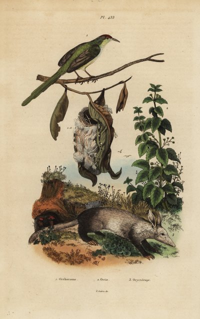 Krejčí obecný, Orthotomus sutorius s hnízdem, kopřiva dvoudomá, Urtica dioica a zardoušek, Orycteropus afer od Unbekannt