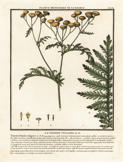 Tansy obecná, Tanacetum vulgare. od Unbekannter Künstler