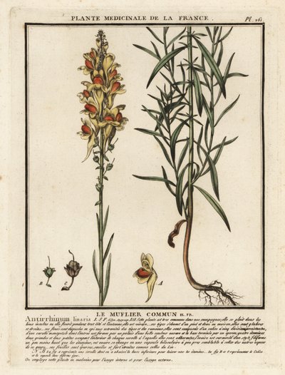 Ropucha obecná, Linaria vulgaris. od Unbekannter Künstler