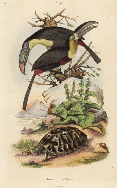želva obecná, Testudo graeca 1, tukan síroprsý, Ramphastos sulfuratus 2 a tukan bělohrdlý, Ramphastos tucanus 3, želva, tukani od Unbekannt