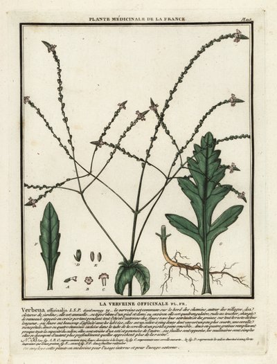 Verbena lékařská, Verbena officinalis. od Unbekannter Künstler