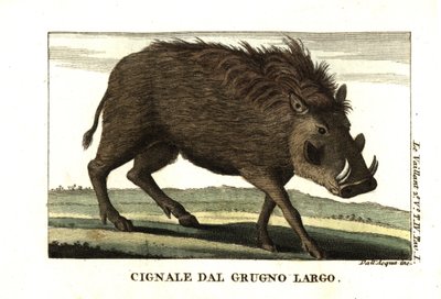 Prase bradavičnaté, Phacochoerus africanus. Od Francois Le Vaillant (Levaillant od Unbekannter Künstler
