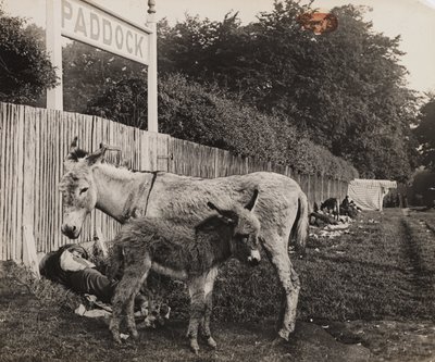 Složený ze dvou oslů, c 1909 od Unbekannt