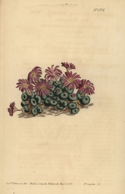 Roztoč Conophytum (Tiny fíkovník, Mesembryanthemum minutum) od Unbekannt