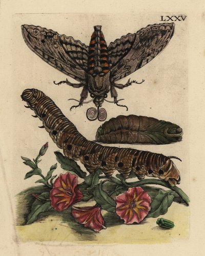 Convolvulus jestřábník, Agrius convolvuli, housenka a kukla se svlačem rolním, Convolvulus arvensis LXXV od Unbekannt