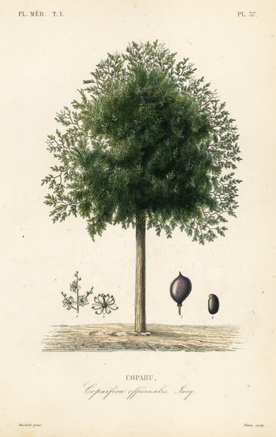 Strom Copaiba, Copaifera officinalis, Copahu od Unbekannt