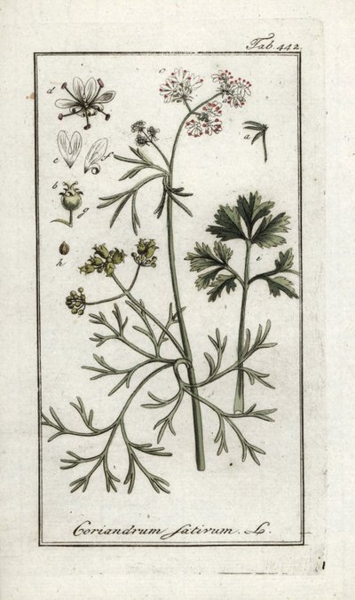 Koriandr (Coriandrum sativum). Litografie z knihy "Afbeelding der Artseny-Gewassen" od Johannese Zorna (1739-1799), Nizozemsko. od Unbekannter Künstler