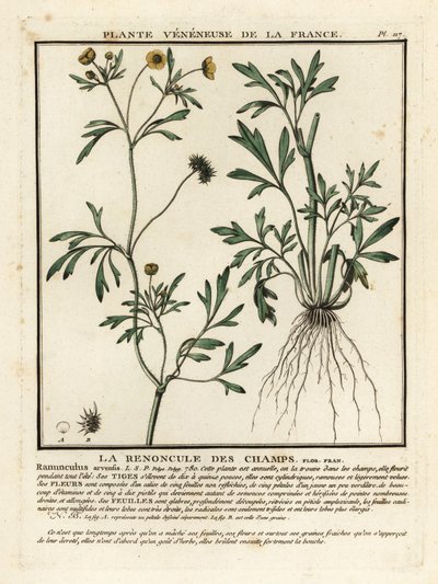 Pryskyřník rolní, Ranunculus arvensis. od Unbekannter Künstler