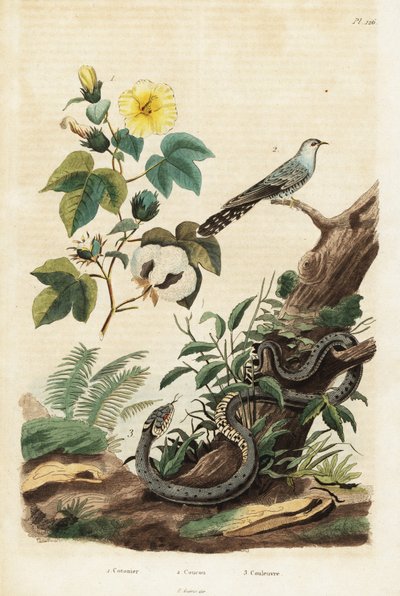 Bavlna, kukačka a užovka.,1834-1839 (rytina) od Unbekannter Künstler