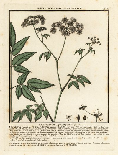Cowbane, Hemlock virosa. od Unbekannter Künstler