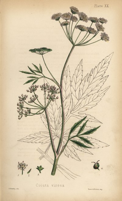 Cicuta virosa, vodní svízel, Cicuta virosa. Ručně kolorovaná litografie Henryho Sowerbyho z knihy Edwarda Hamiltona Flora Homeopathica, Bailliere, Londýn. od Unbekannter Künstler