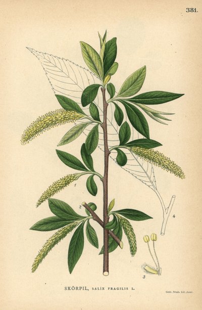 Vrba křehká, Salix fragilis od Unbekannter Künstler