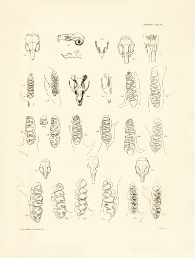 Jeřáby a zuby různých druhů hlodavců, které popsal Charles Darwin během své výzkumné cesty na palubě lodi Beagle. Deska z knihy "The Zoology of the voyage of H.M.S. Beagle under the command of Captain Fitzroy during the years 1832 to 1836 edited and sup od Unbekannter Künstler