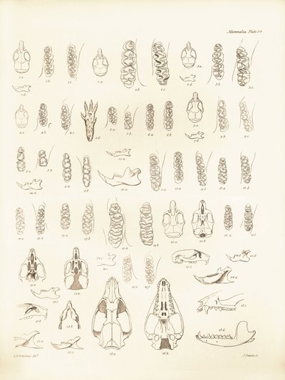 Jeřáby a zuby různých druhů hlodavců, které popsal Charles Darwin během své výzkumné cesty na palubě lodi Beagle. Deska z knihy "The Zoology of the voyage of H.M.S. Beagle under the command of Captain Fitzroy during the years 1832 to 1836 edited and sup od Unbekannter Künstler