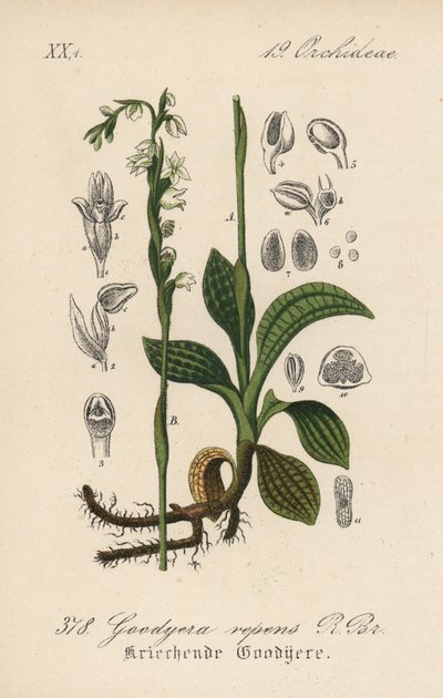 Goodyere plazivá - Goodyera repens. Ručně kolorovaná litografie z knihy Diedericha von Schlechtendala Německá flóra (Flora von Deutschland), Jena. od Unbekannter Künstler