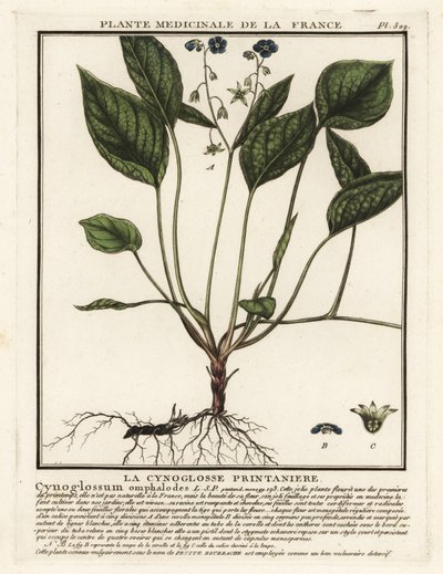 Pupík plazivý, Omphalodes verna. od Unbekannter Künstler