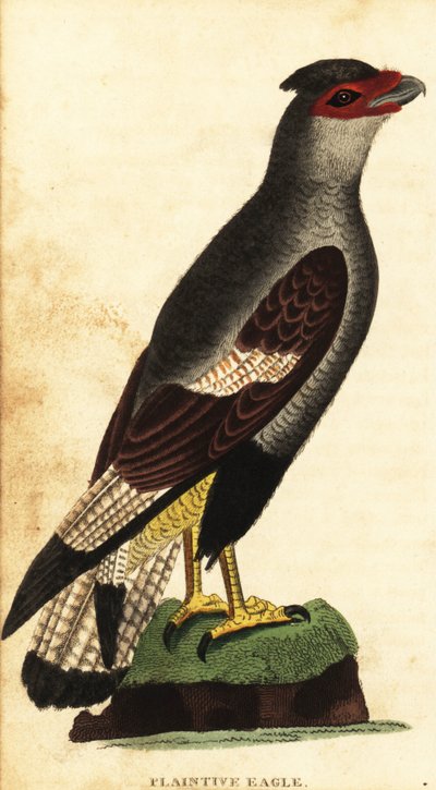 Caracara chocholatá, Caracara plancus. ,1800 (rytina) od Unbekannter Künstler