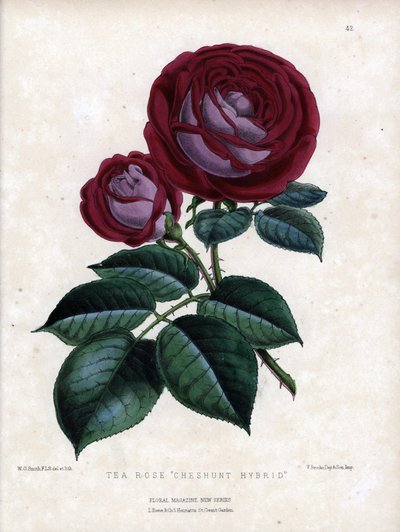 Karmínově růžová a fialová. Hybridní odrůda čaje, pěstovaná ve skleníku, typ Rose of China. Litografie Worthingtona G.Smithe (1835-1917), publikovaná v časopise Floral Magazine. od Unbekannter Künstler