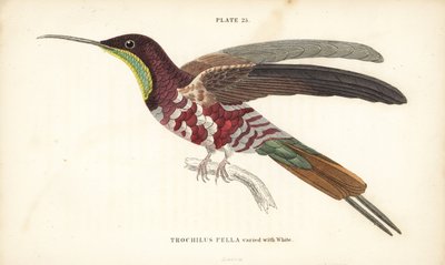 Karmínový topaz střídaný s bílým, Topaza pella (Trochilus pella). Ručně kolorovaná ocelorytina Williama Lizarse z Přírodovědné knihovny sira Williama Jardina: Lizars: Ornithology: Hummingbirds Volume 2, Edinburgh, W.H. Lizars od Unbekannter Künstler
