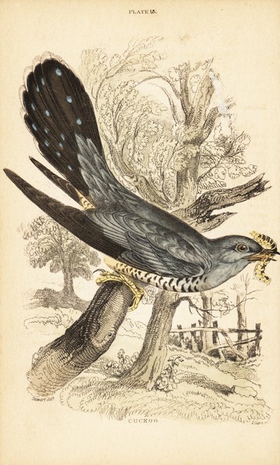Kukačka, Cuculus canorus, s housenkou v zobáku. 1889 (rytina) od Unbekannter Künstler