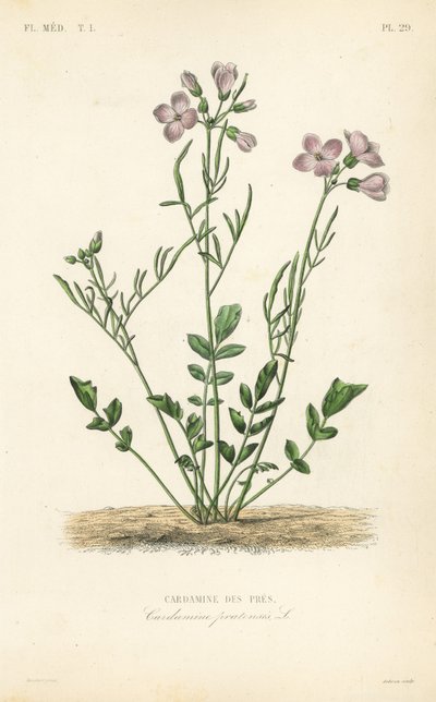 Kukačka, Cardamine pratensis, Cardamine des pres od Unbekannt