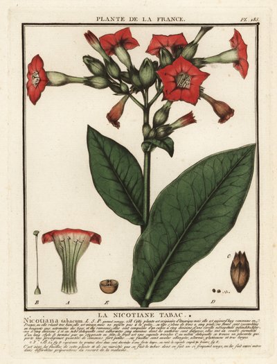Kultivovaný tabák, Nicotiana tabacum. od Unbekannter Künstler