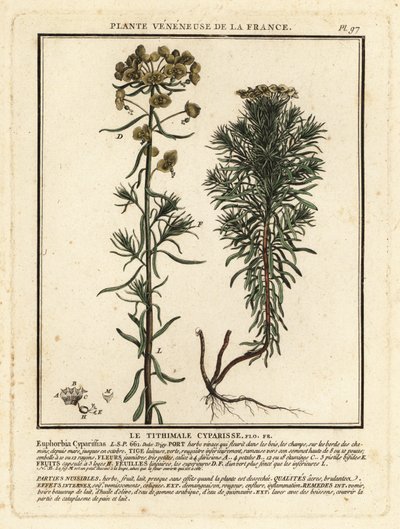 Pryšec cypřišový, Euphorbia cyparissias. od Unbekannter Künstler
