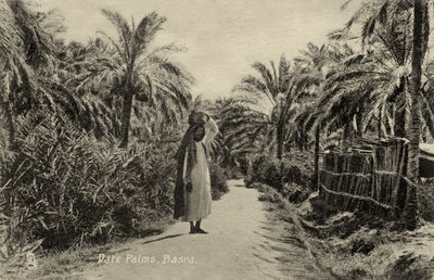 Datlové palmy, Basra od Unbekannter Künstler