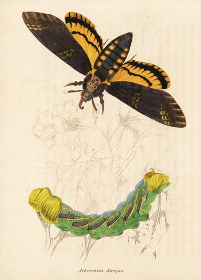 Jestřábník smrtihlav, Acherontia atropos. Ručně kolorovaná ocelorytina z přírodovědné galerie Georga Friedricha Treitschkeho, Naturhistorischer Bildersaal des Thierreiches, Liepzig-1842. od Unbekannter Künstler