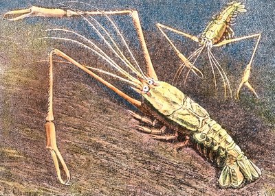 Hlubinná kreveta od Unbekannter Künstler