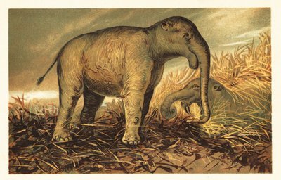 Deinotherium giganteum, velký prehistorický příbuzný moderní doby 1908 (litografie) od Unbekannter Künstler