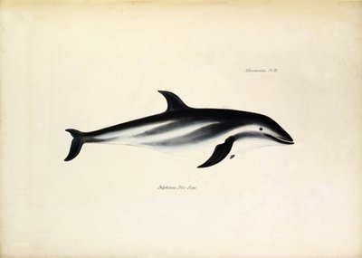 Delphinus Fitz-Royi Delfín černý nebo Fitzroy podle jména kapitána Roberta Fitzroye z lodi Beagle. Deska z knihy "The zoology of the voyage of H.M.S. Beagle. described by John Gould, with notice of their habits by Charles Darwin". od Unbekannter Künstler