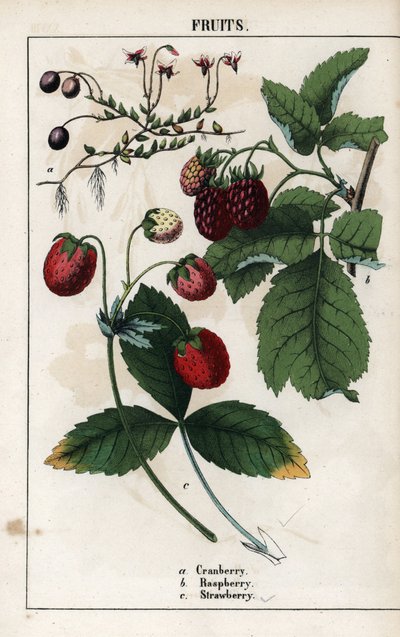 Popis bobulí: plody brusinek, malin a jahod. Chromolitografie v knize "Recueil d