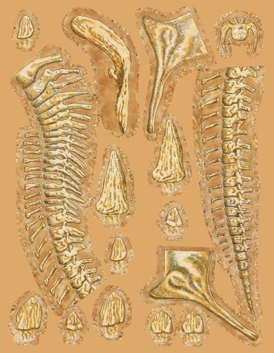 Dinosauří kosti na barevném pozadí, detail od Unbekannt