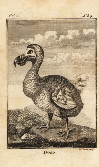 Dodo, Raphus cucullatus, vyhynulý pták od Unbekannt