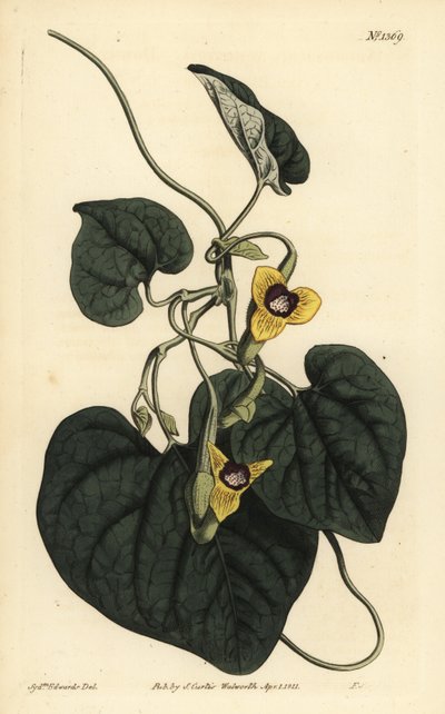 Pérolistá mateřídouška, Aristolochia tomentosa od Unbekannt