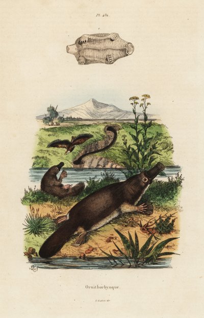 Ptakopysk kachnozobý, Ornithorhynchus anatinus od Unbekannt