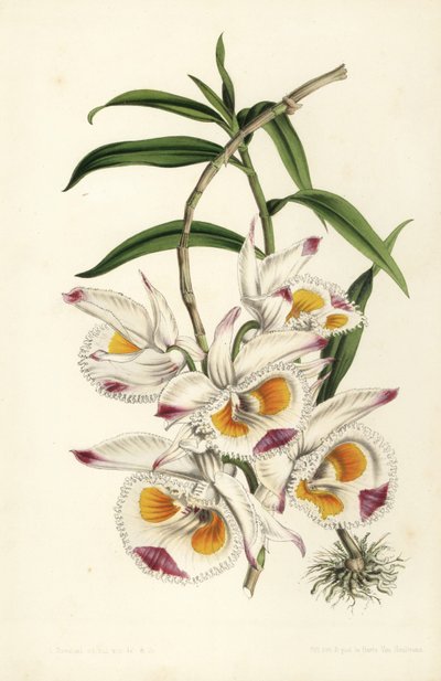 Dendrobium vévody z Devonshiru, Dendrobium devonianum. Stroobantova ručně kolorovaná litografie z knihy Louise van Houtteho a Charlese Lemaira Flowers of Gardens and Hothouses of Europe, Flore des Serres et des Jardins de l