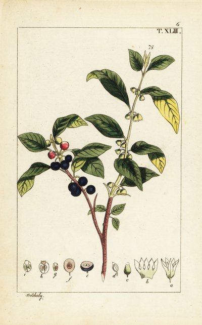 Rakytník barvířský, Flueggea tinctoria. od Unbekannter Künstler