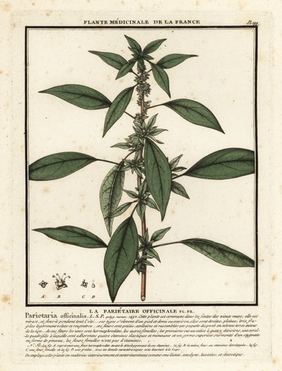 Východní pelitoris, Parietaria officinalis. od Unbekannter Künstler