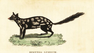 Východní quoll, mýval Dasyurus. ,1800 (rytina) od Unbekannter Künstler