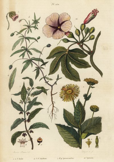 Elecampane, Inula helenium 1-3, zelená fialová, Hybanthus druh Ionidium polygalifolium 4-6, ipecacuanha, Carapichea ipecacuanha 7-9, a svlačec, Ipomoea insignis 10 od Unbekannt