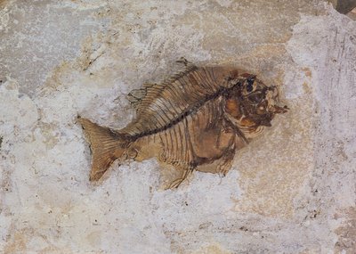 Ephippus oblongus (fosílie ryb) nalezený v Monte Bolca, poblíž Verony, Itálie, období eocénu (fosílie) od Unbekannt